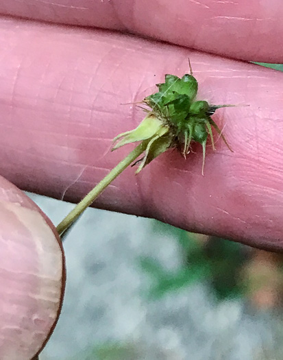 image of Geum canadense, White Avens