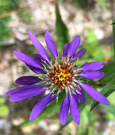 image of Eurybia surculosa, Creeping Aster, Michaux's Wood-Aster