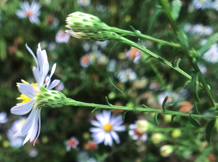 Symphyotrichum dumosum var. dumosum, Bushy Aster, Long-stalked Aster, Rice Button Aster