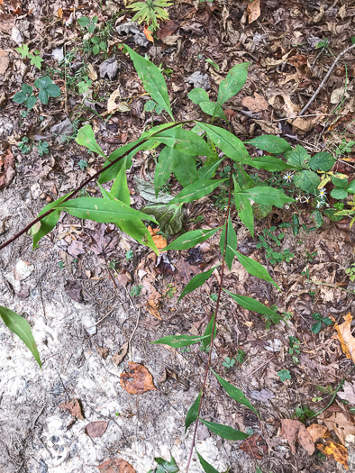 image of Solidago juncea, Early Goldenrod