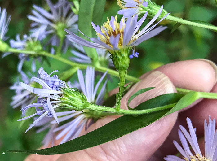 Symphyotrichum puniceum var. puniceum, Purplestem Aster, Swamp Aster