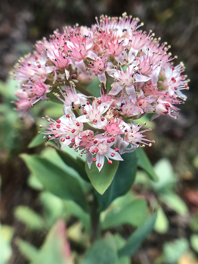 image of Hylotelephium telephioides, Allegheny Live-forever, Cliff Orpine, Allegheny Stonecrop