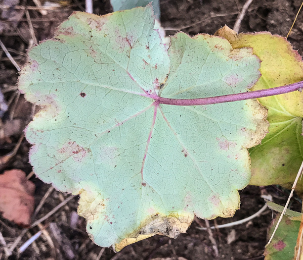 image of Heuchera pubescens, Marbled Alumroot, Downy Alumroot