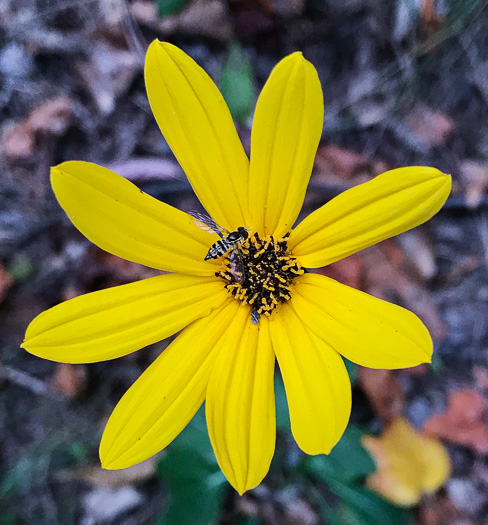 image of Helianthus atrorubens, Purple-disk Sunflower, Hairy Wood Sunflower, Appalachian Sunflower