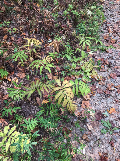 image of Onoclea sensibilis, Sensitive Fern, Bead Fern