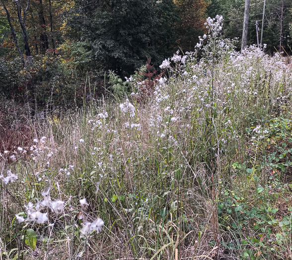 image of Erechtites hieraciifolius, Fireweed, American Burnweed, Pilewort