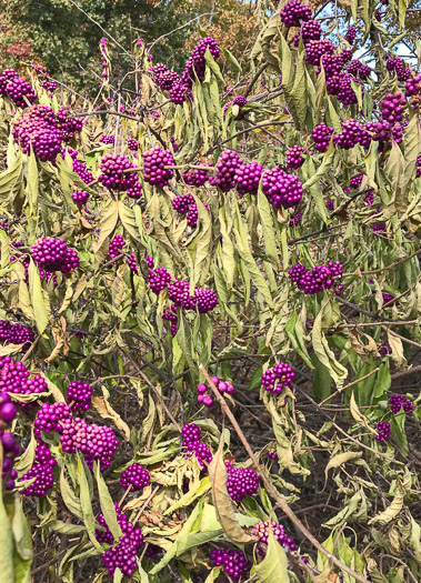 image of Callicarpa americana, American Beautyberry, French-mulberry, Beautybush