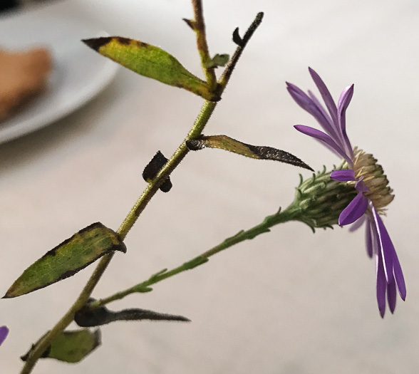 Symphyotrichum georgianum, Georgia Aster