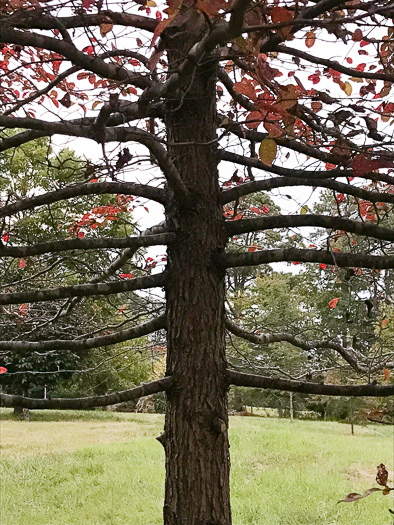 image of Nyssa sylvatica, Blackgum, Black Tupelo, Sour Gum