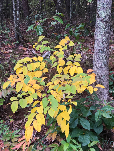 image of Toxicodendron vernix, Poison Sumac, Thunderwood