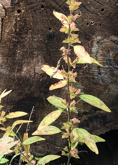 image of Acalypha gracilens, Slender Threeseed Mercury, Slender Copperleaf, Shortstalk Copperleaf