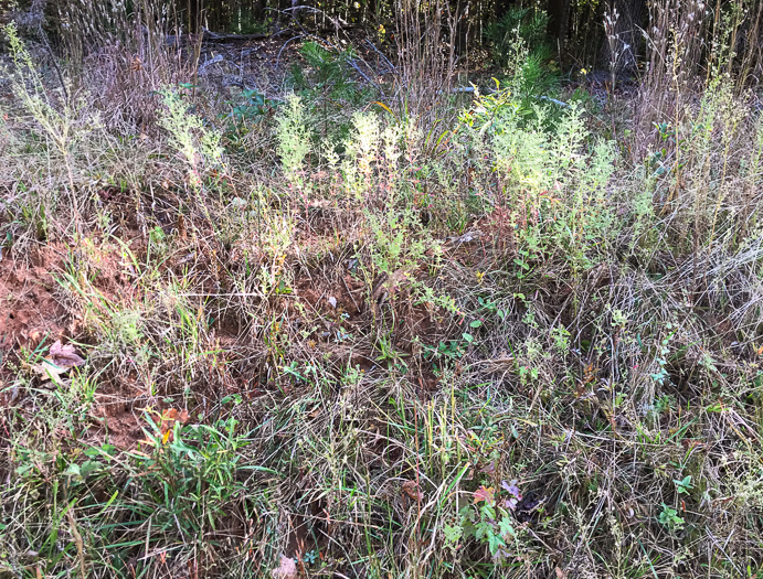 image of Trichostema dichotomum, Common Blue Curls, Forked Blue Curls