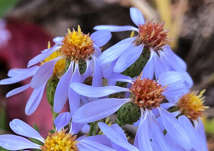 image of Ionactis linariifolia, Stiffleaf Aster, Flaxleaf Aster, Spruce Aster