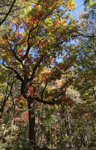 image of Quercus alba, White Oak