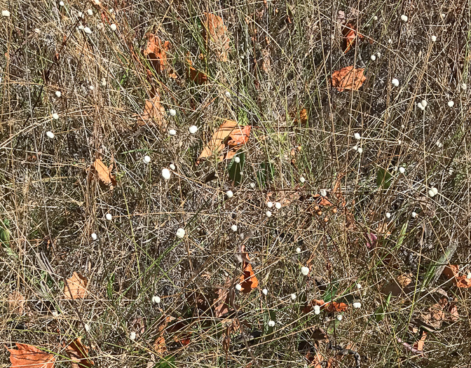 image of Eriocaulon decangulare var. decangulare, Ten-angle Pipewort, Hat Pin, Hard Pipewort