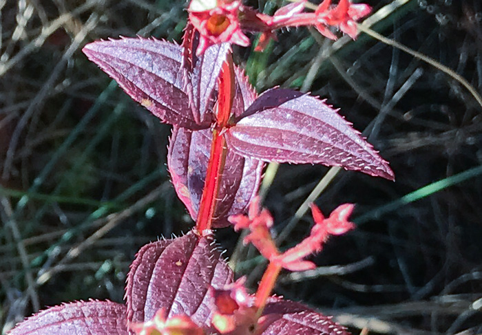 image of Rhexia virginica, Virginia Meadowbeauty, Wingstem Meadowbeauty, Deergrass