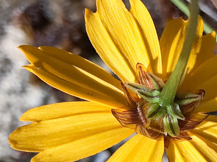 image of Coreopsis gladiata, Swamp Coreopsis, Swamp Tickseed, Seepage Coreopsis, Coastal Plain Tickseed