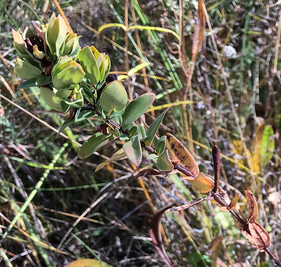 image of Hypericum crux-andreae, St. Peter's-wort, St. Andrew's Cross, St. Peter's Cross