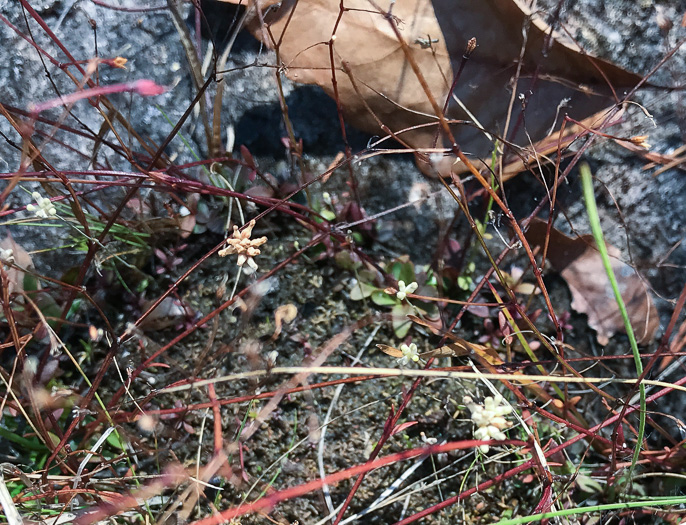 image of Burmannia capitata, White Burmannia, Southern Bluethread