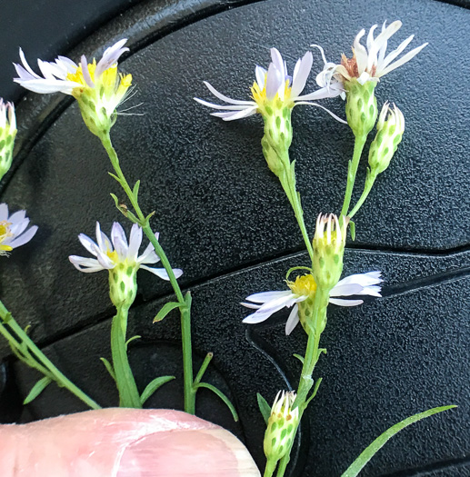 image of Symphyotrichum racemosum var. subdumosum, Small White Oldfield Aster