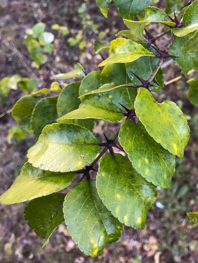 Southern Toothache Tree