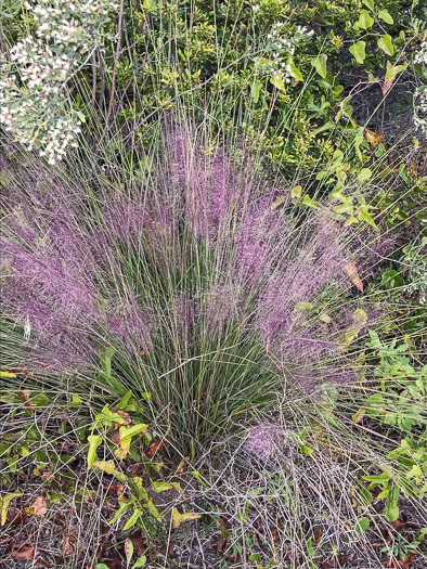 image of Muhlenbergia sericea, Dune Hairgrass, Sweetgrass