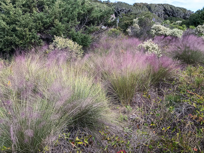 image of Muhlenbergia sericea, Dune Hairgrass, Sweetgrass