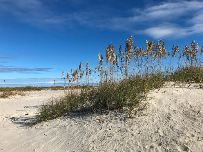 image of Uniola paniculata, Sea Oats