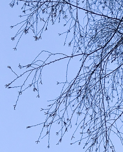 image of Betula nigra, River Birch, Red Birch