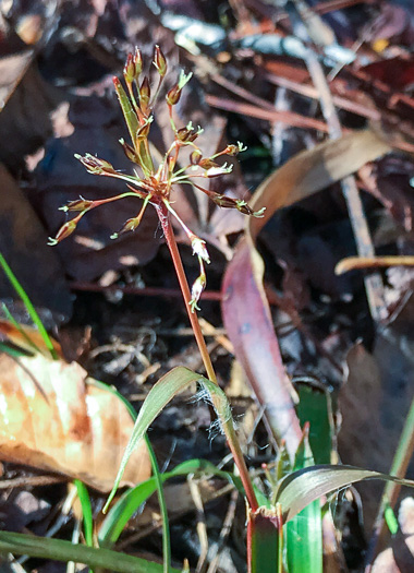 image of Luzula acuminata var. carolinae, Carolina Woodrush, Southern Hairy Woodrush