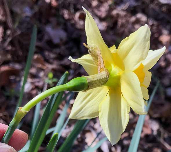 image of Narcissus ×incomparabilis, Nonesuch Daffodil