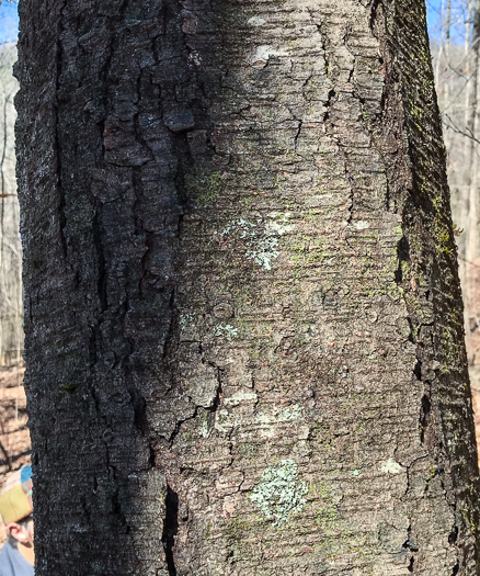 image of Betula lenta var. lenta, Sweet Birch, Cherry Birch, Black Birch, "Mahogany"