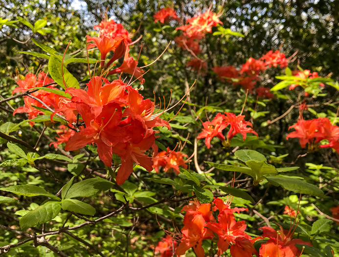 image of Rhododendron calendulaceum, Flame Azalea
