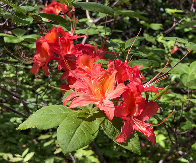 image of Rhododendron calendulaceum, Flame Azalea