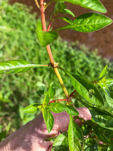 image of Ludwigia palustris, Common Water-purslane, Marsh Purslane, Marsh Seedbox