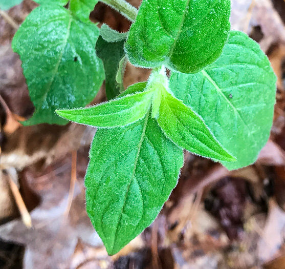 image of Pycnanthemum pycnanthemoides var. pycnanthemoides, Woodland Mountain-mint, Southern Mountain-mint