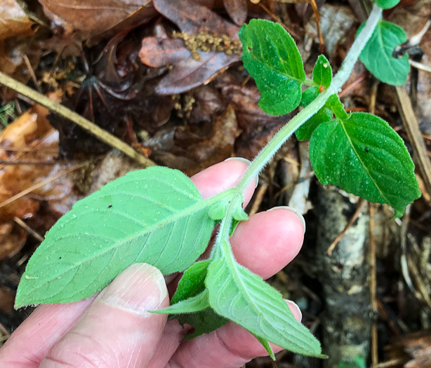 image of Pycnanthemum pycnanthemoides var. pycnanthemoides, Woodland Mountain-mint, Southern Mountain-mint
