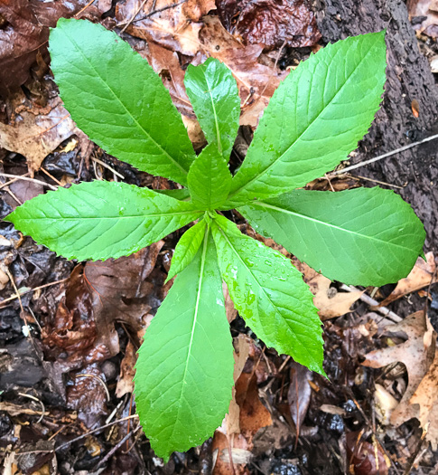 image of Erechtites hieraciifolius, Fireweed, American Burnweed, Pilewort
