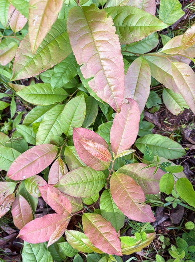 image of Oxydendrum arboreum, Sourwood, Sorrel-tree