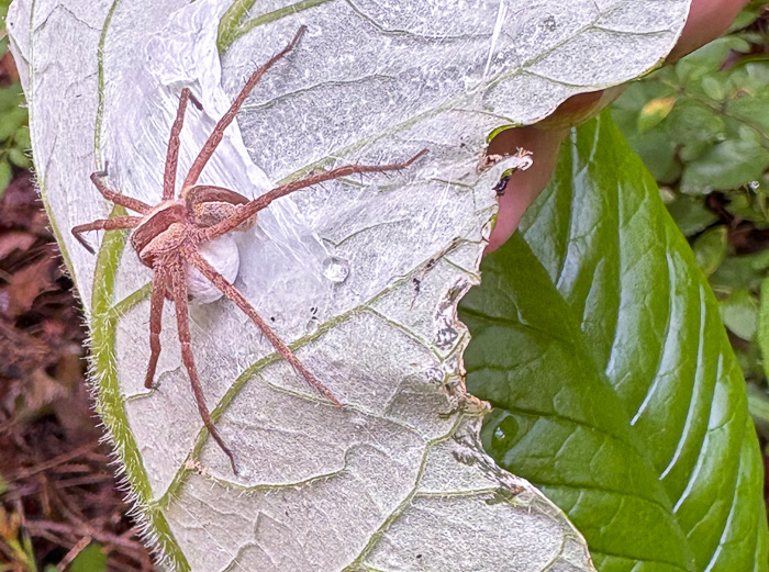 image of Cirsium altissimum, Tall Thistle