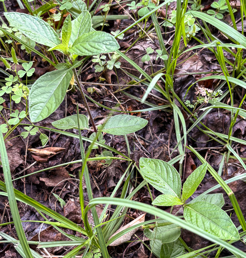 image of Ruellia caroliniensis, Carolina Wild-petunia, Common Wild-petunia, Hairy Ruellia