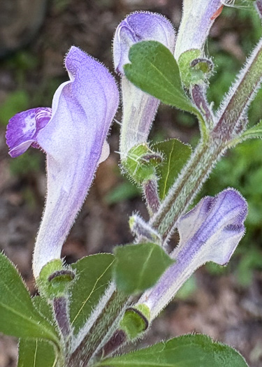 image of Scutellaria elliptica var. elliptica, Hairy Skullcap, Elliptic-leaved Skullcap
