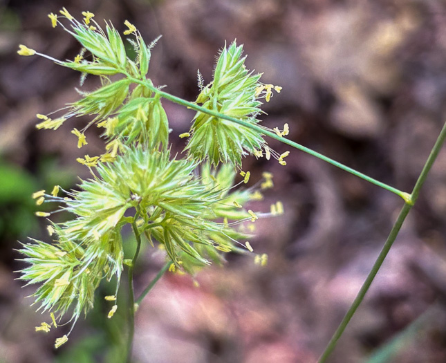 image of Dactylis glomerata, Orchard Grass