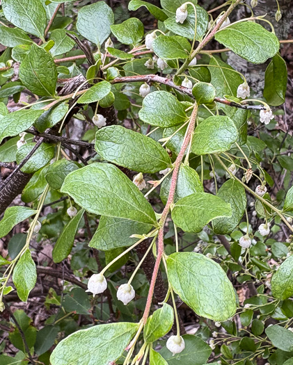 image of Vaccinium arboreum, Sparkleberry, Farkleberry