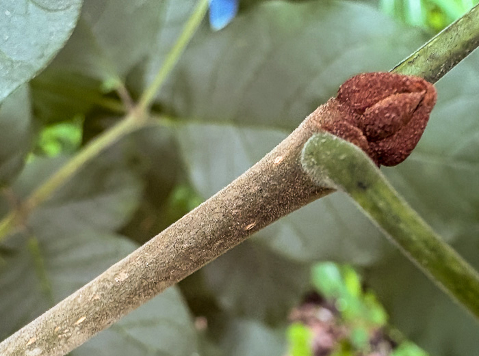 image of Fraxinus biltmoreana, Biltmore Ash, Biltmore White Ash