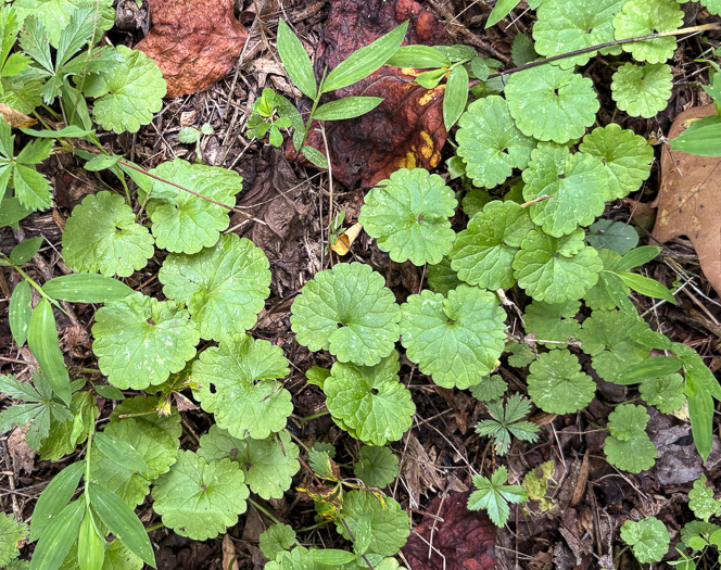 image of Glechoma hederacea, Ground Ivy, Gill-over-the-ground, Creeping Charlie