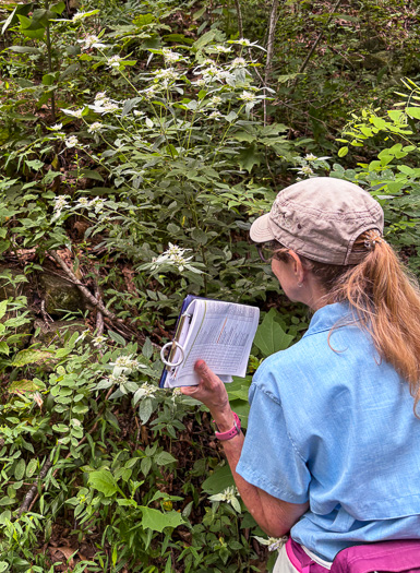 image of Pycnanthemum pycnanthemoides var. pycnanthemoides, Woodland Mountain-mint, Southern Mountain-mint