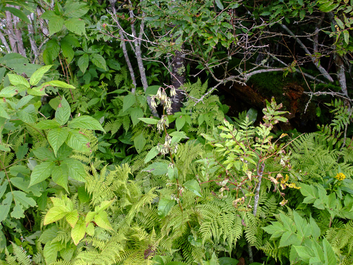 image of Nabalus roanensis, Roan Mountain Rattlesnake-root, Appalachian Rattlesnake-root