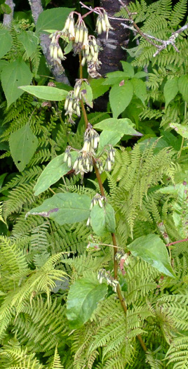 image of Nabalus roanensis, Roan Mountain Rattlesnake-root, Appalachian Rattlesnake-root