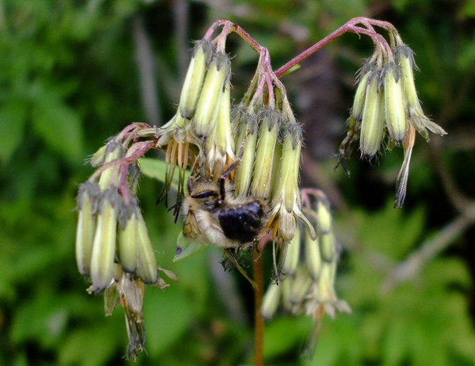 image of Nabalus roanensis, Roan Mountain Rattlesnake-root, Appalachian Rattlesnake-root